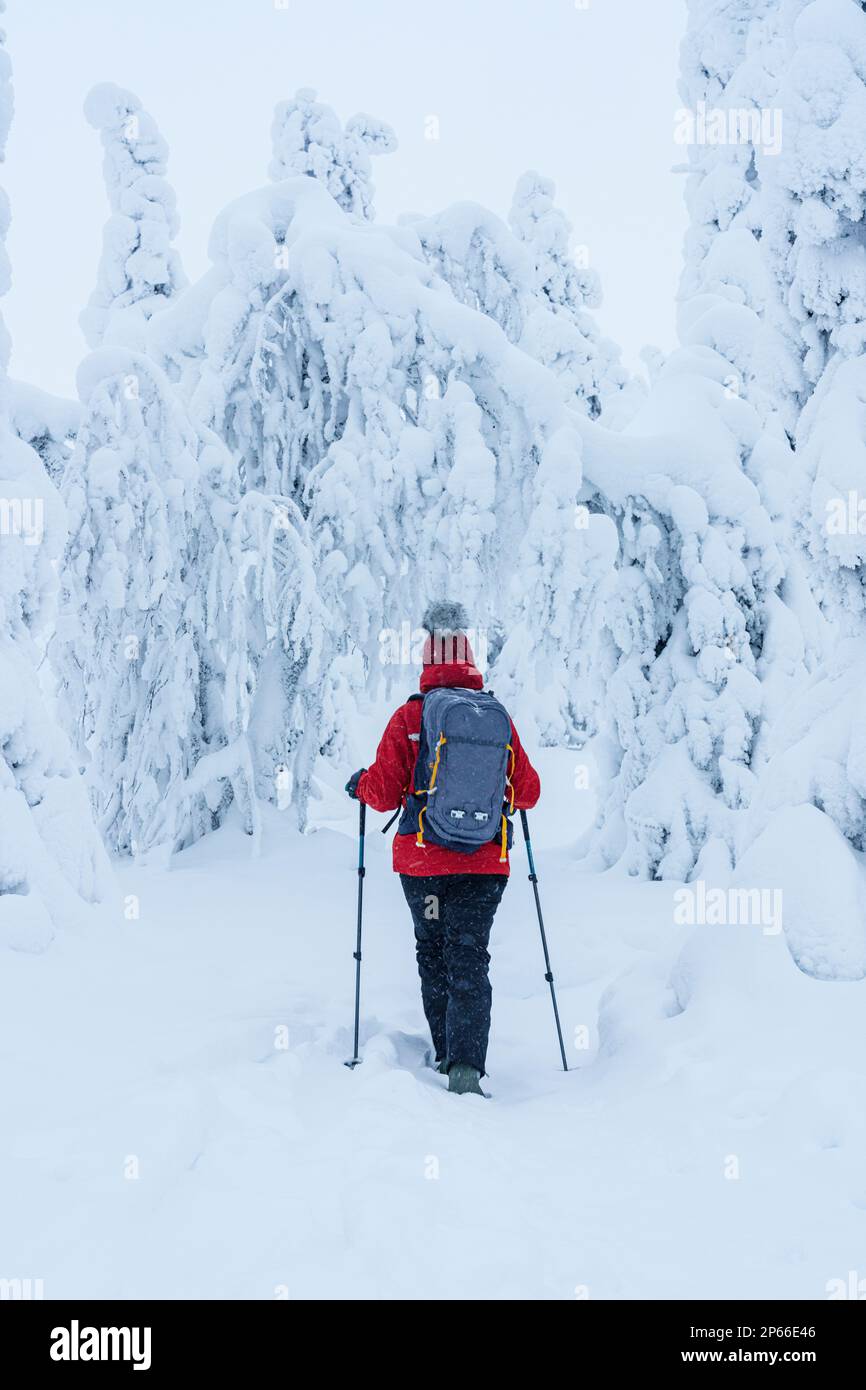 Vista trasera de la mujer con los bastones de esquí disfrutando caminando en el paisaje nevado del invierno de Laponia finlandesa, Finlandia, Europa Foto de stock