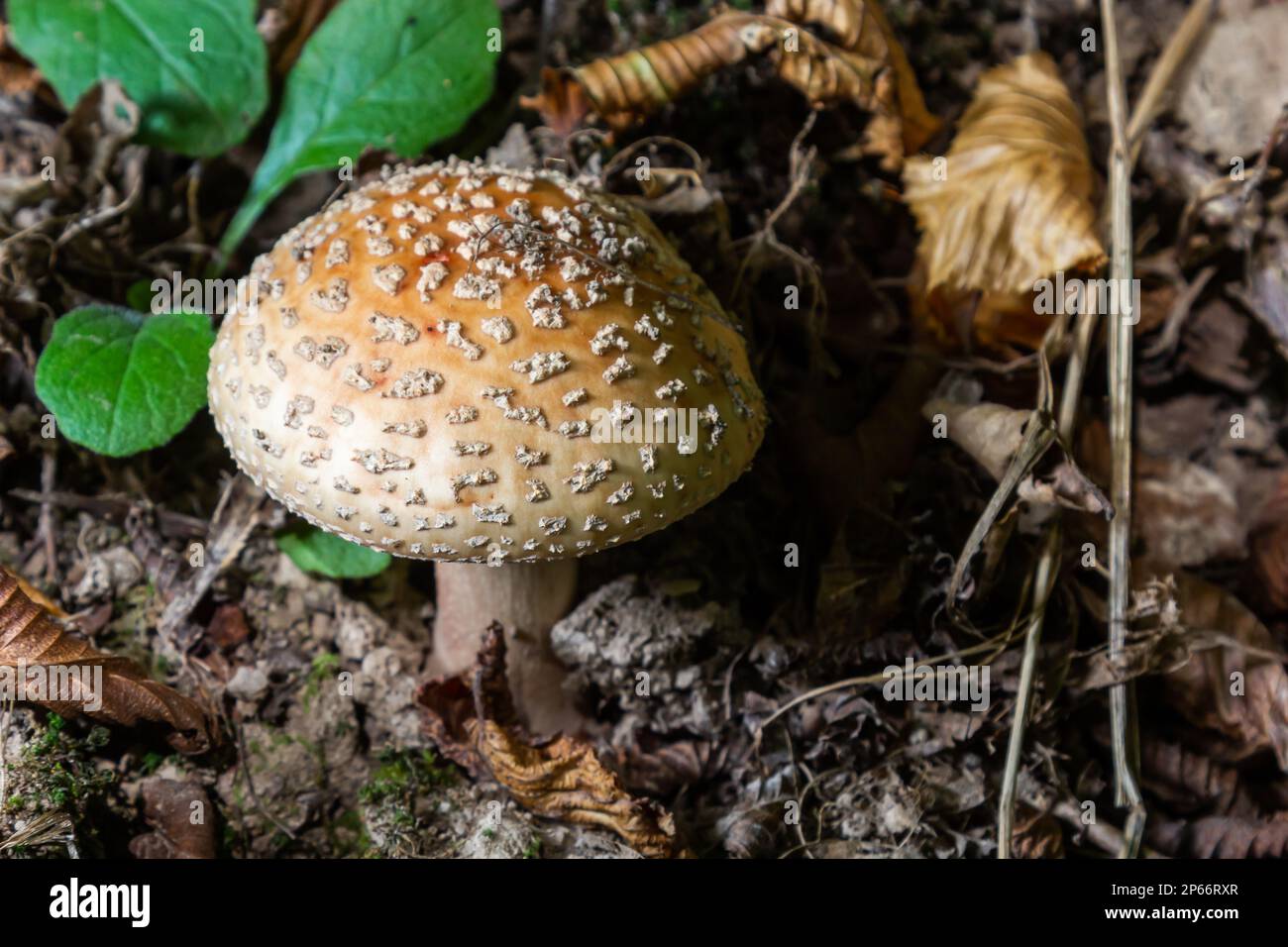 este hongo es una amanita rubescens y crece en el bosque. Foto de stock