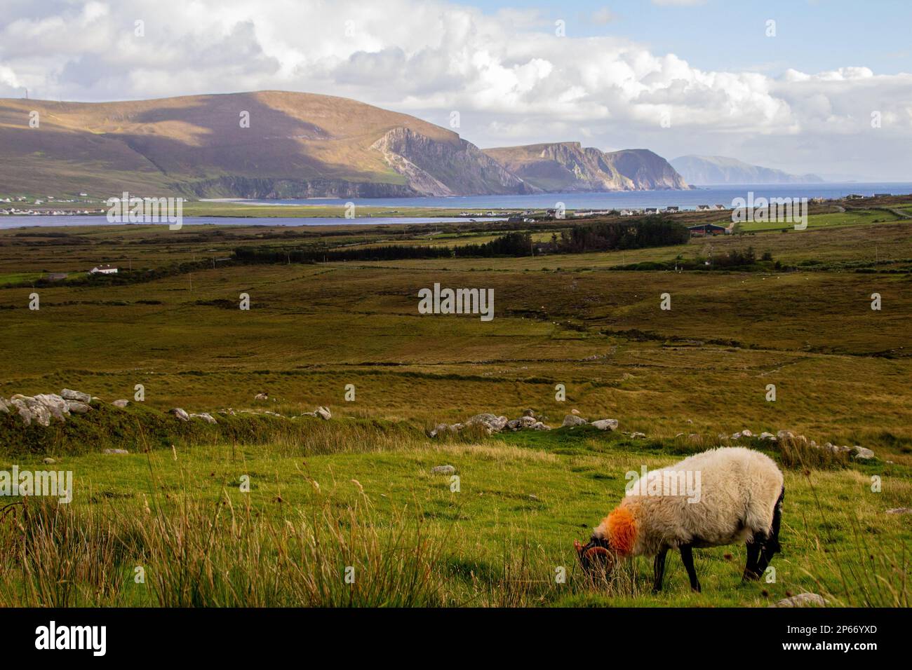Cordero comiendo hierba en un día encantador brillante en Achill Island, Co Mayo, Irlanda Foto de stock