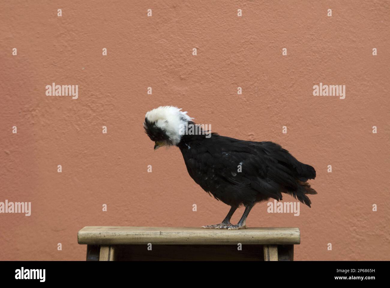 gallina negra con cabeza blanca, encaramada en un escalón contra la pared de terracota, razas de pollo de ave Foto de stock