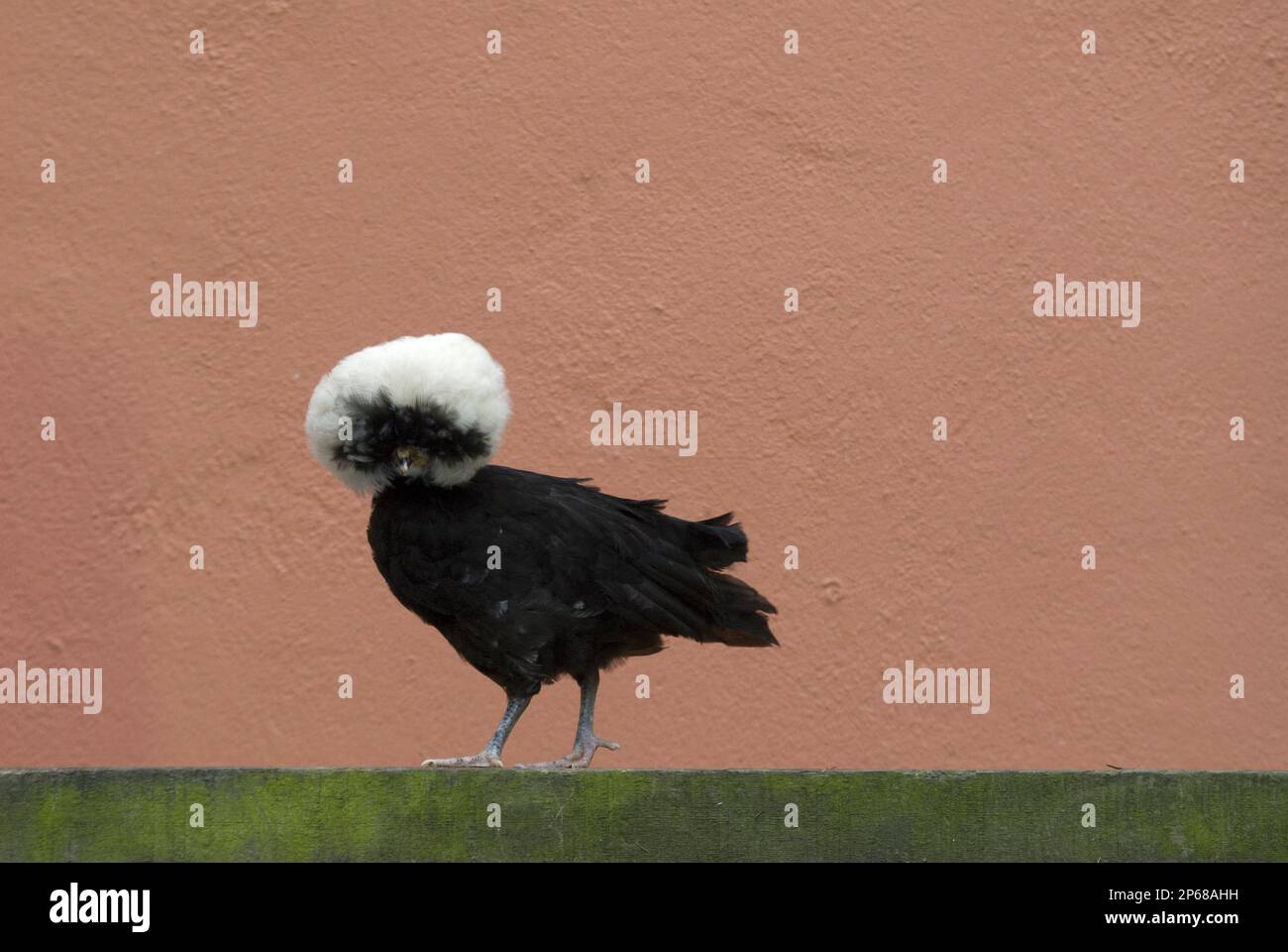 gallina negra con cabeza blanca, encaramada en un estante verde contra la pared de terracota, razas de pollo de ave Foto de stock