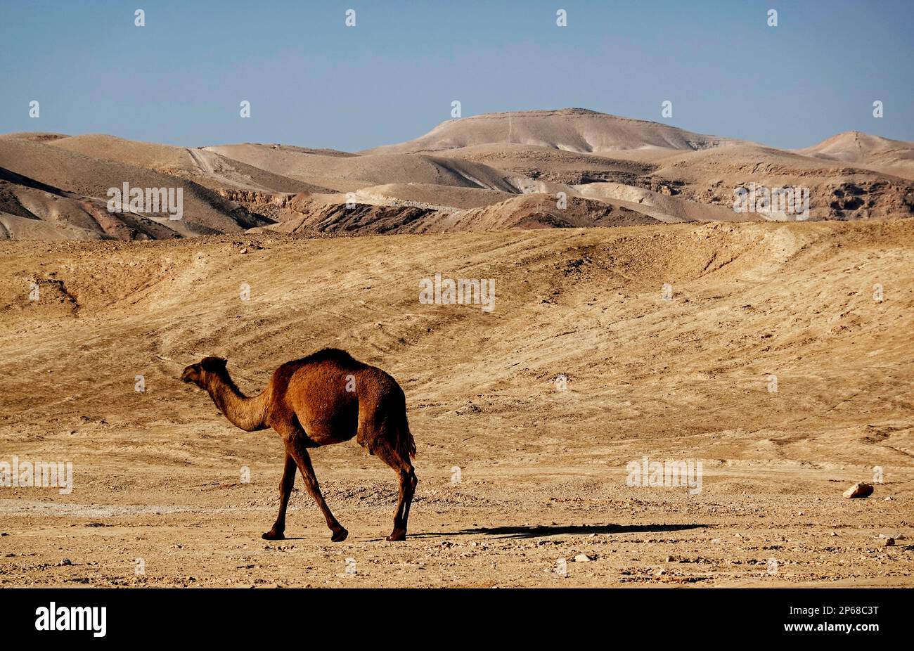 Camello árabe en el desierto de Judea, Israel, Oriente Medio Foto de stock