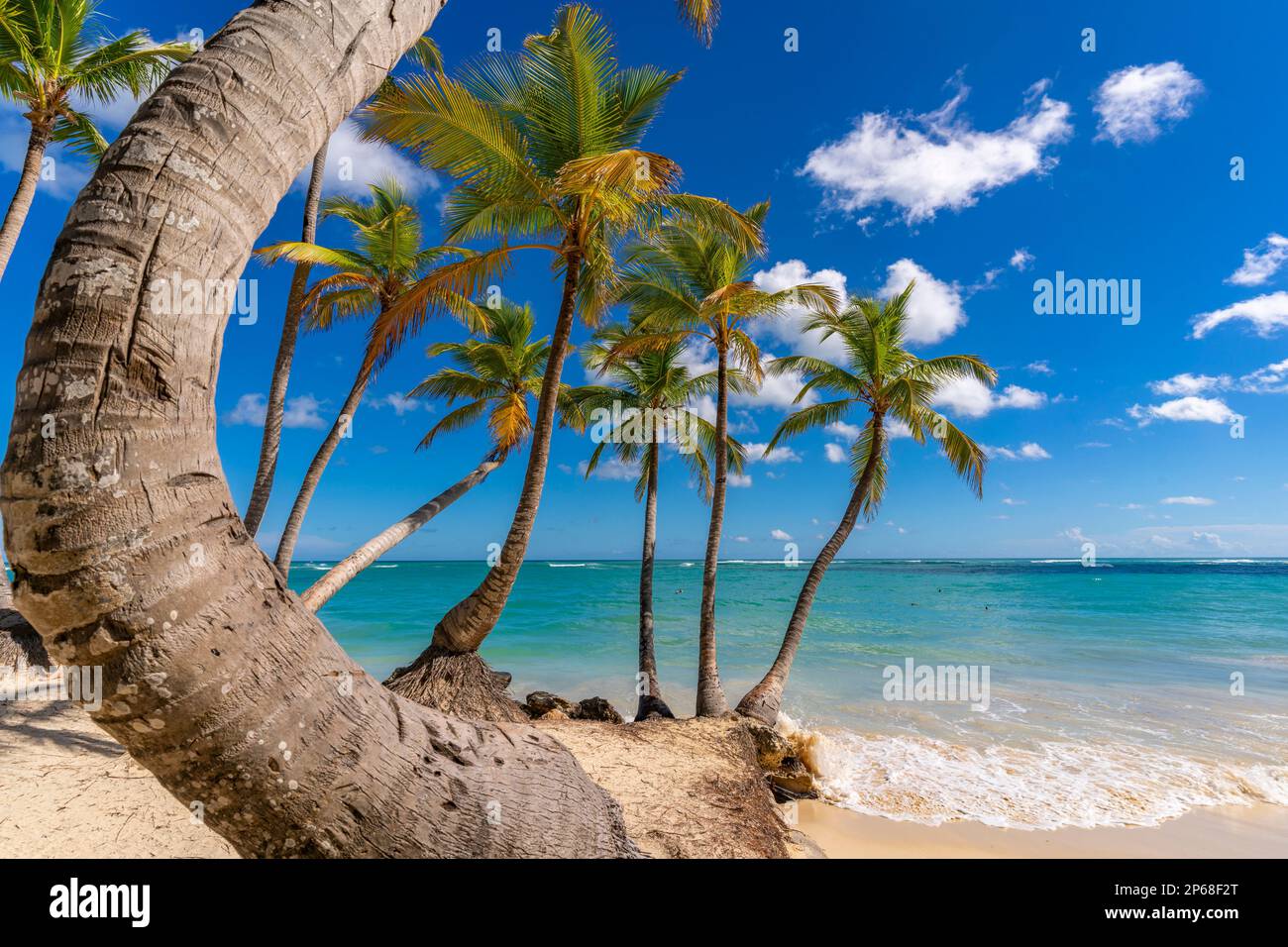 Vista de palmeras y mar en Playa Bávaro, Punta Cana, República Dominicana, Indias Occidentales, Caribe, Centroamérica Foto de stock