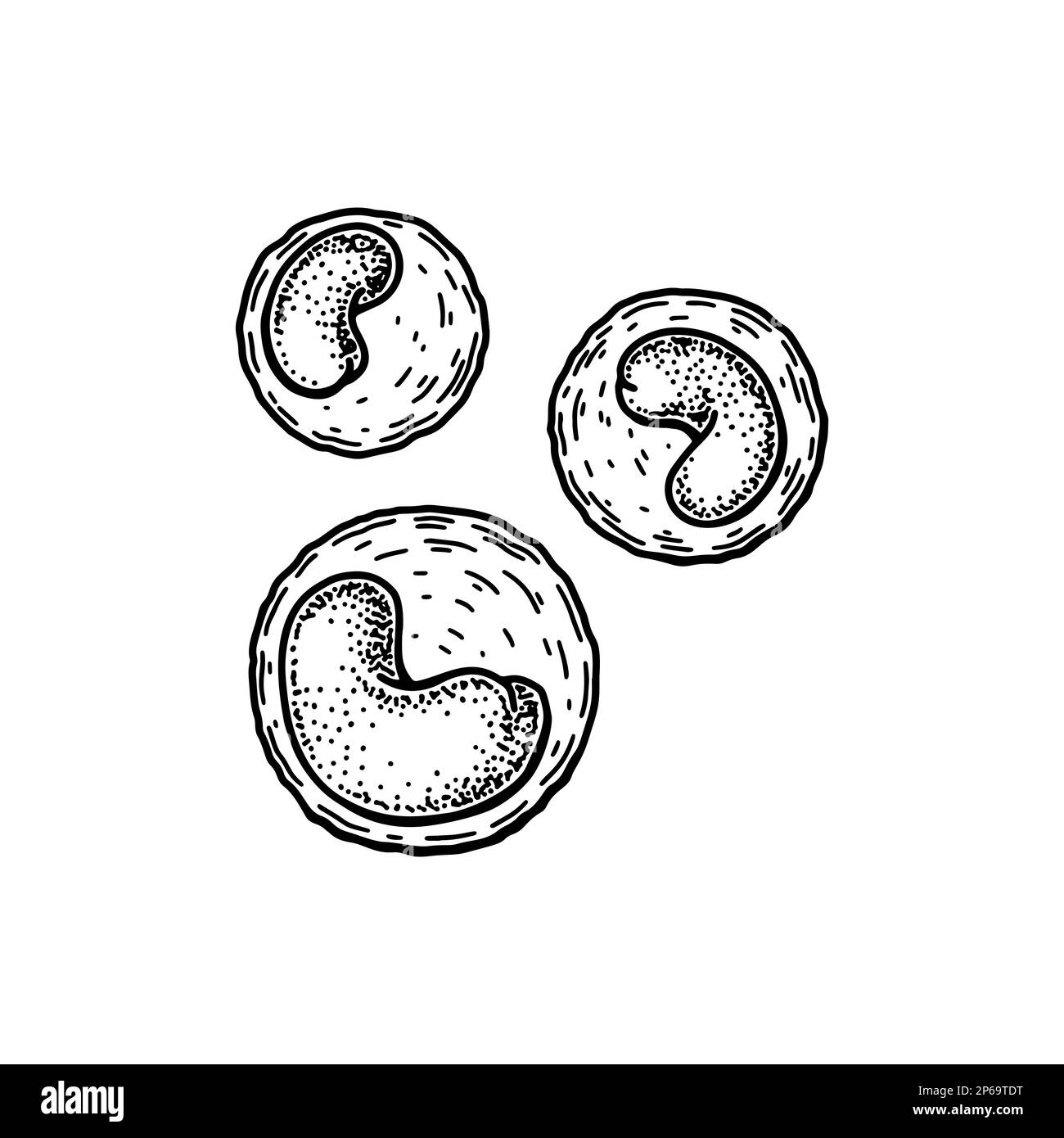 Leucocitos monocitos leucocitos glóbulos blancos aislados sobre fondo blanco. Dibujado a mano ilustración vectorial de microbiología científica en estilo de boceto Ilustración del Vector
