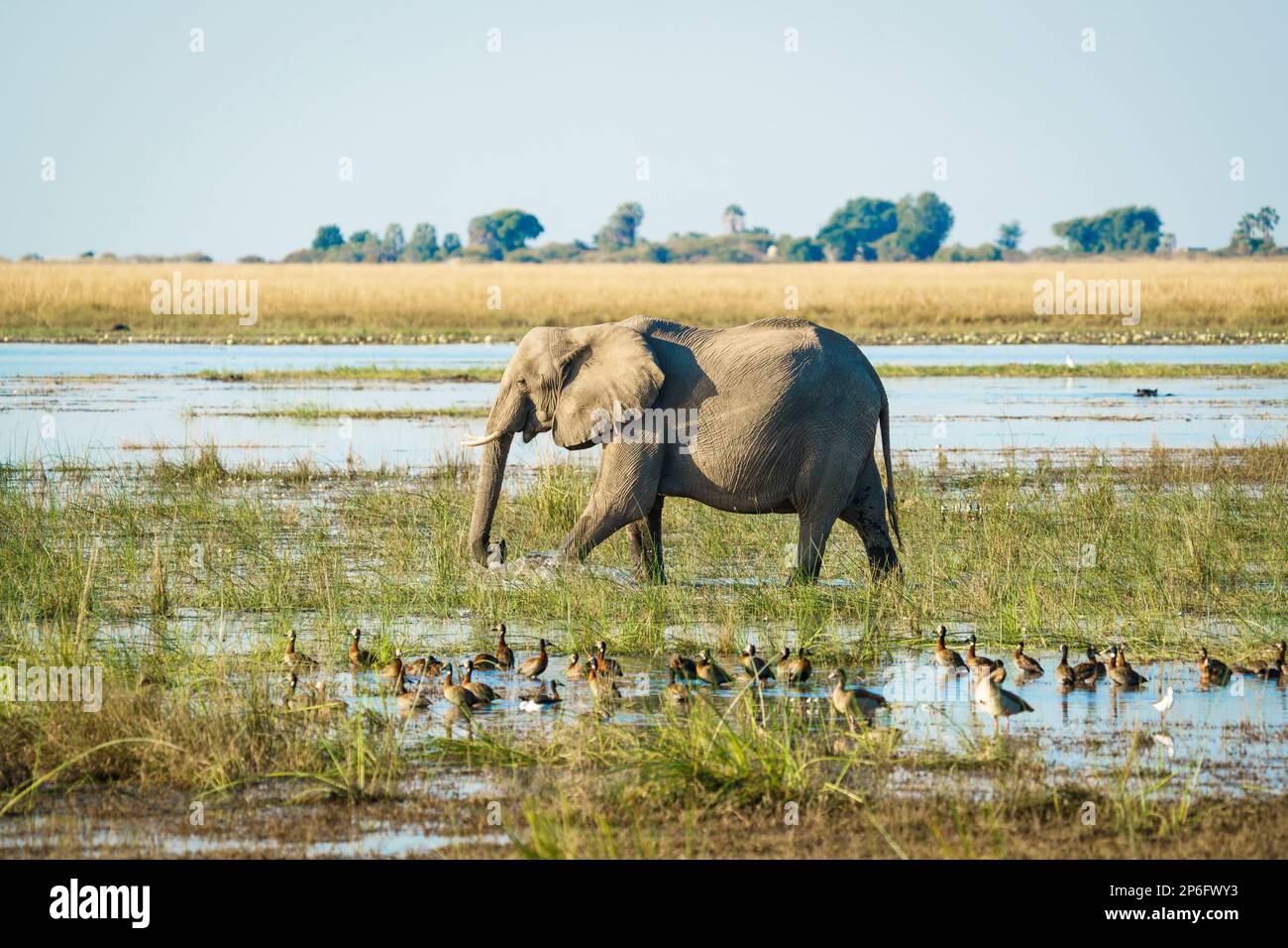 El elefante, Loxodenta africana, cruza el río Cobe a través del agua. Parque Nacional de Chobe, Botsuana, África Foto de stock