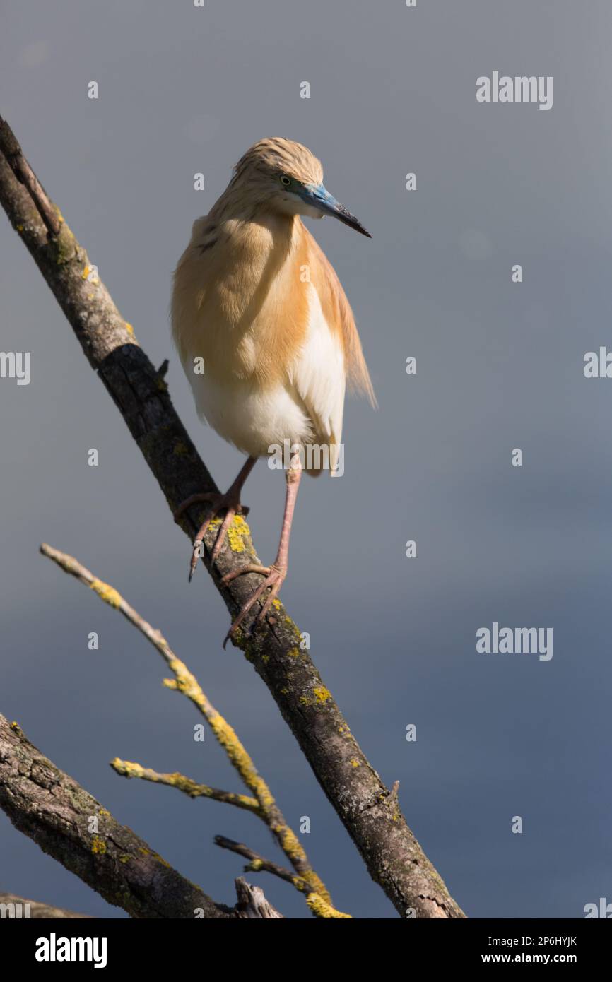 Squacco Heron sobre una rama mientras mira a la distancia. Foto de stock