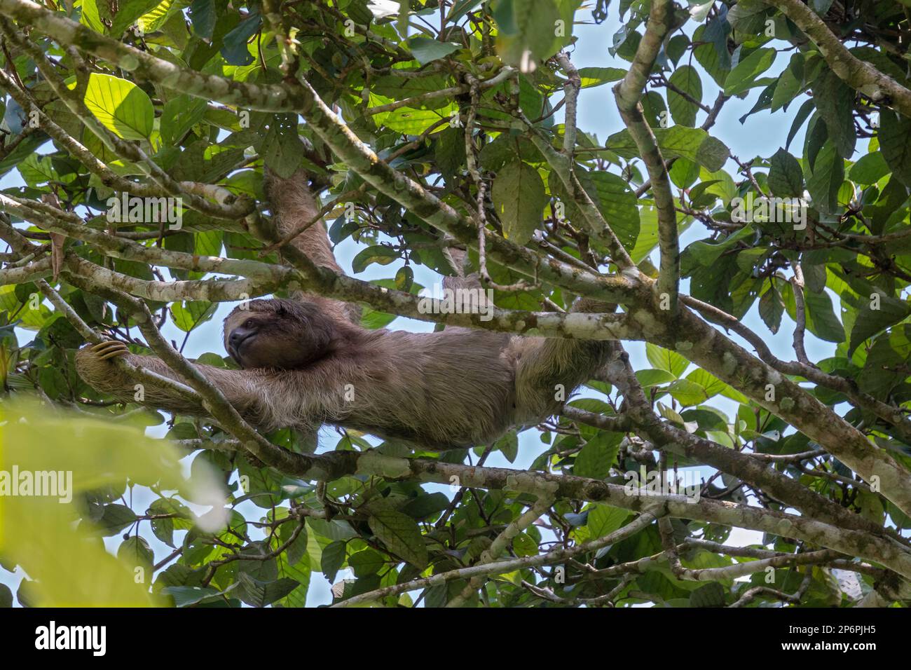 Guapiles, Costa Rica - Un perezoso de tres dedos de garganta marrón (Bradypus variegatus). Foto de stock