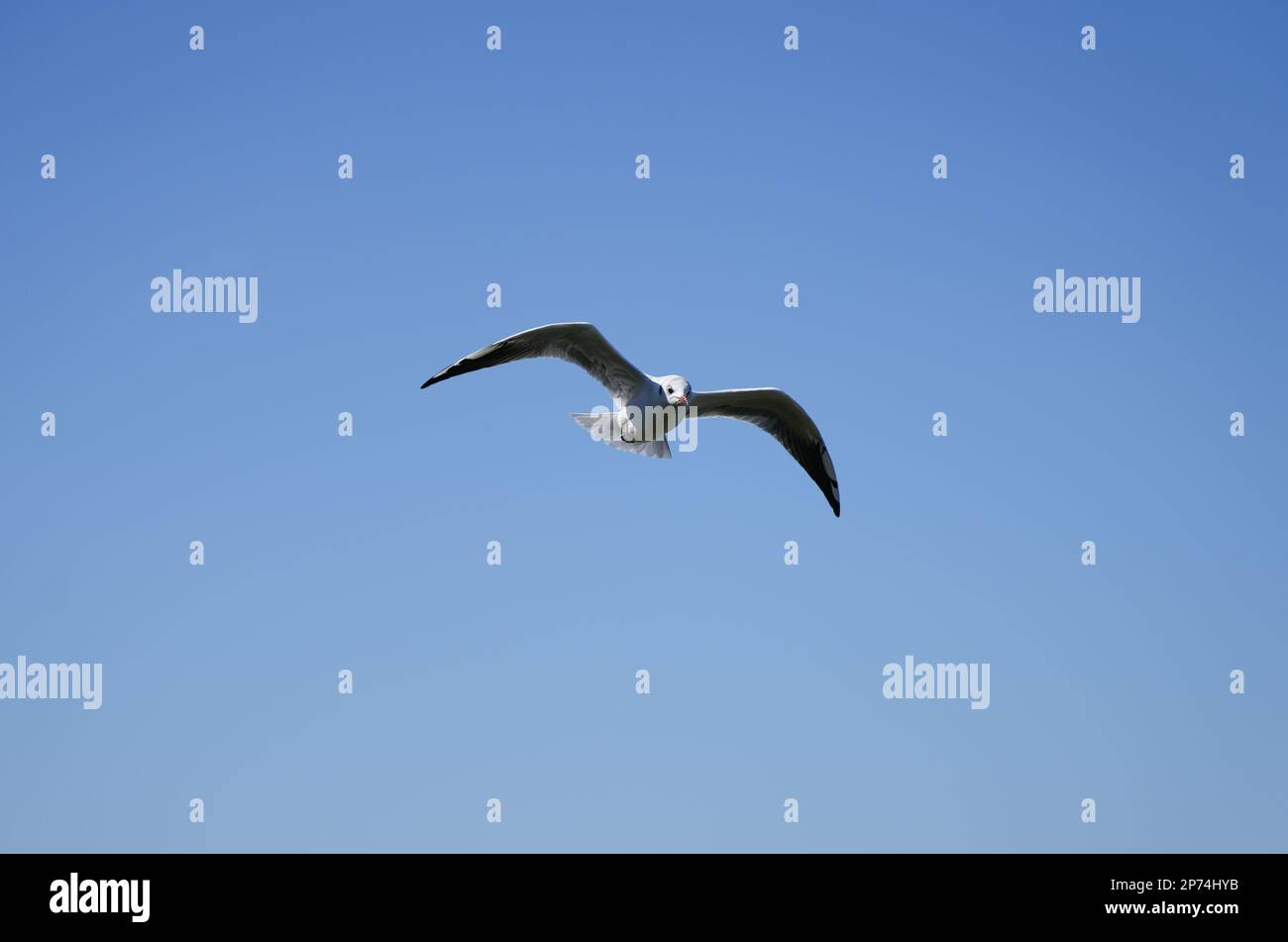 Gaviota voladora en el Steinhuder Meer. Pájaro de agua. Larinae. Foto de stock