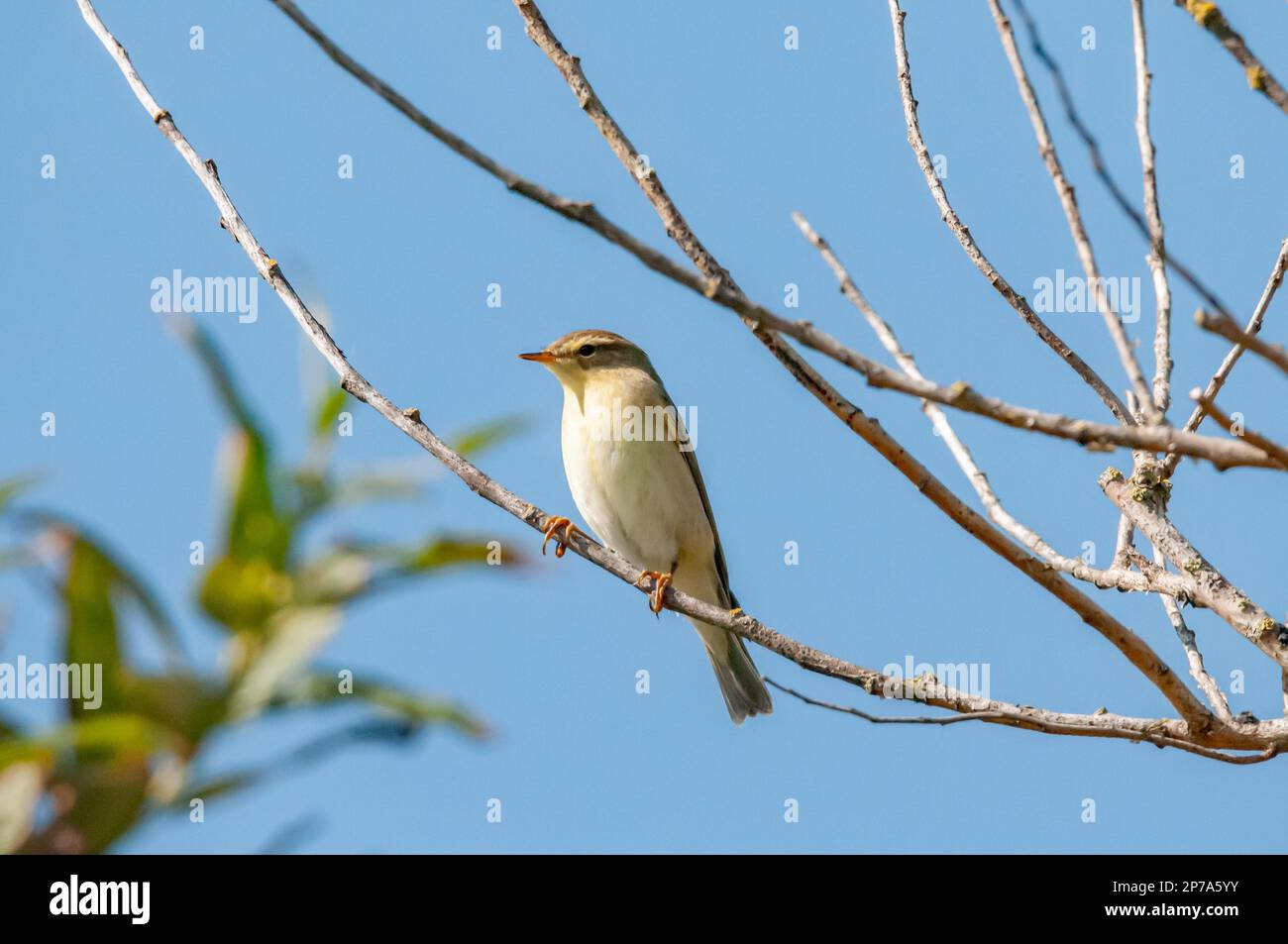 Reed Warbler en una rama Foto de stock