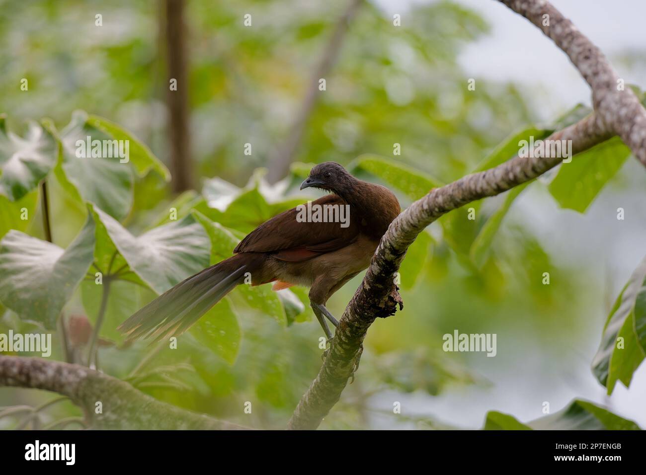 Chachalaca de cabeza gris en una rama en Costa Rica Foto de stock