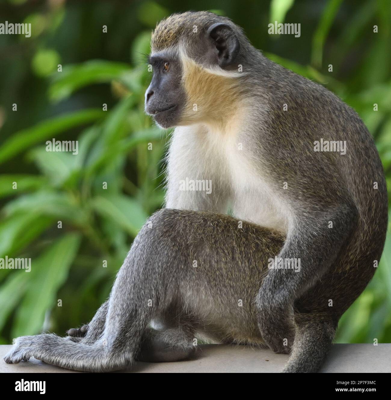 Mono verde fotografías e imágenes de alta resolución - Alamy