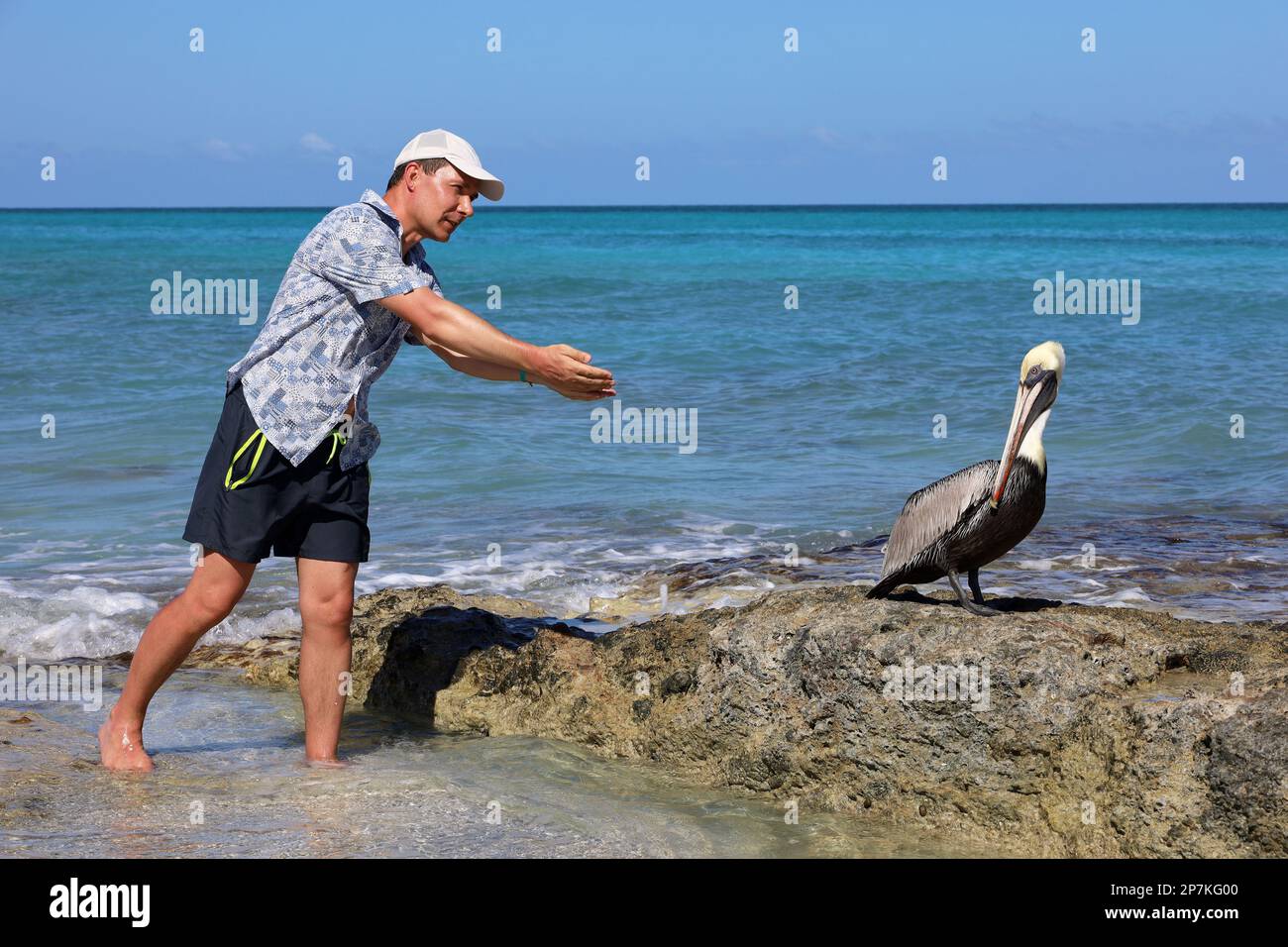 Hombre turista cerca del pelícano en las piedras de la playa del océano Atlántico. Vacaciones en la isla de Cuba Foto de stock