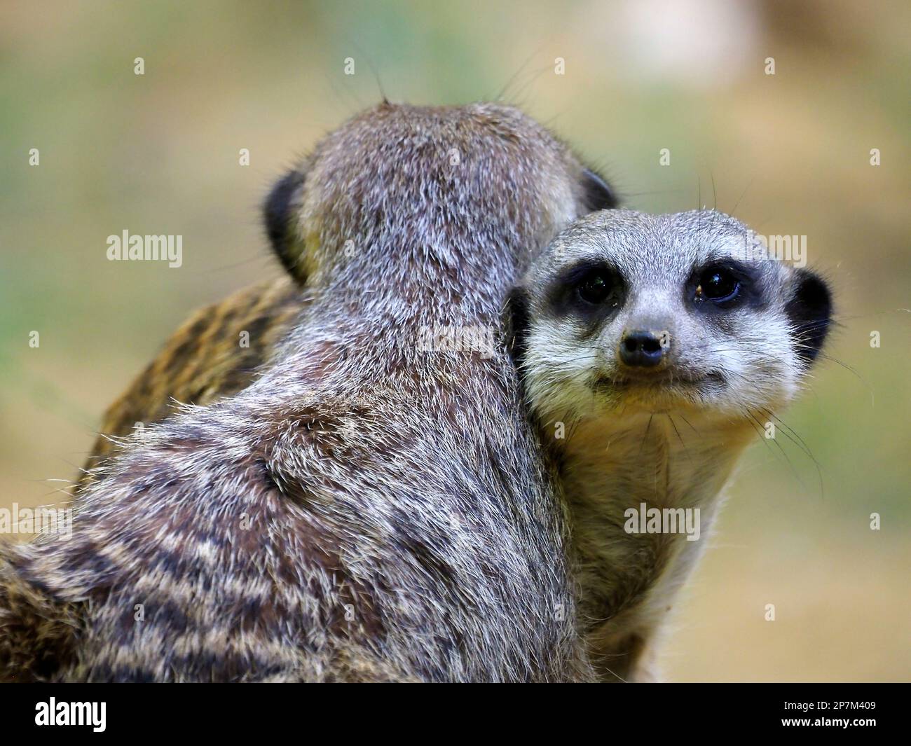 Retrato de suricatos o suricatos (Suricata), es un género de mangosta