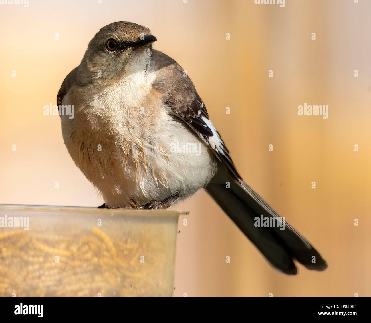 Mockingbird encaramado en un comedero de pájaros mirando a la derecha. Foto de stock