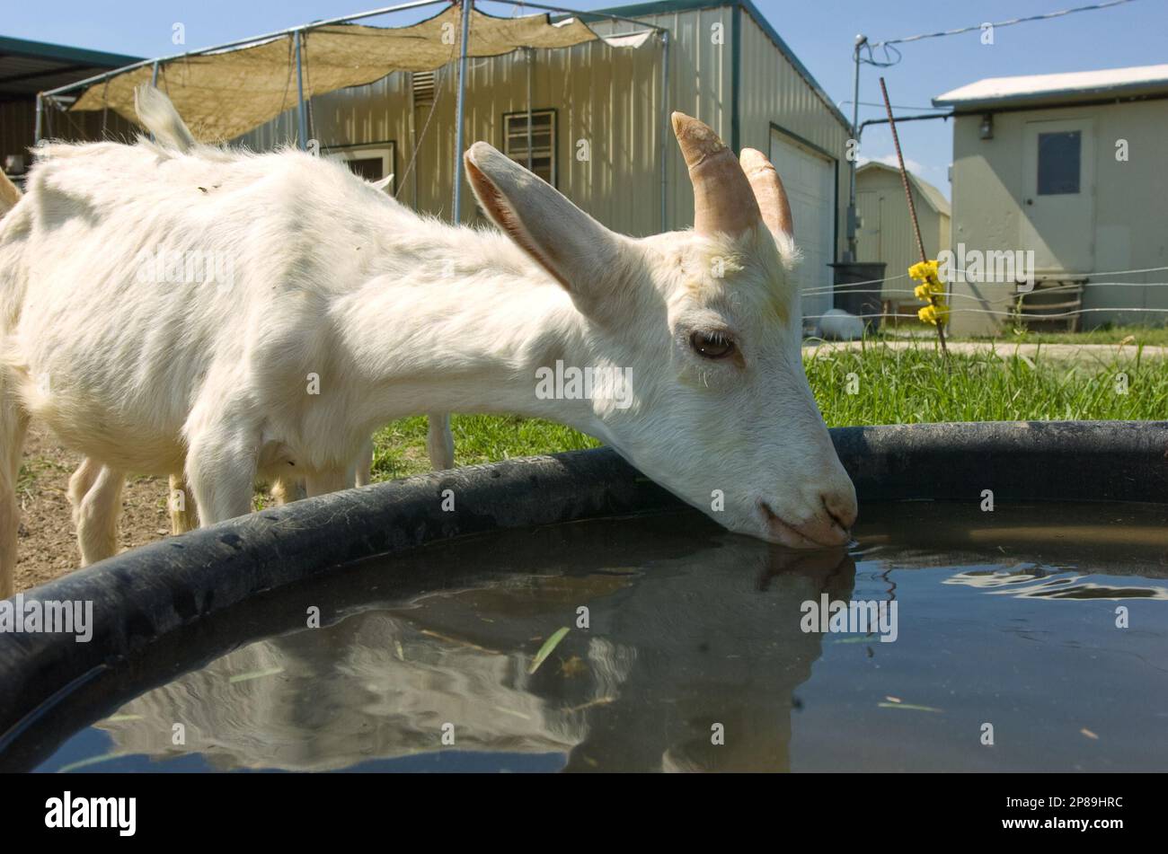 ** ADVANCE FOR MONDAY JULY 13 ** In this June 25, 2009 photo, a young goat gets a drink of water