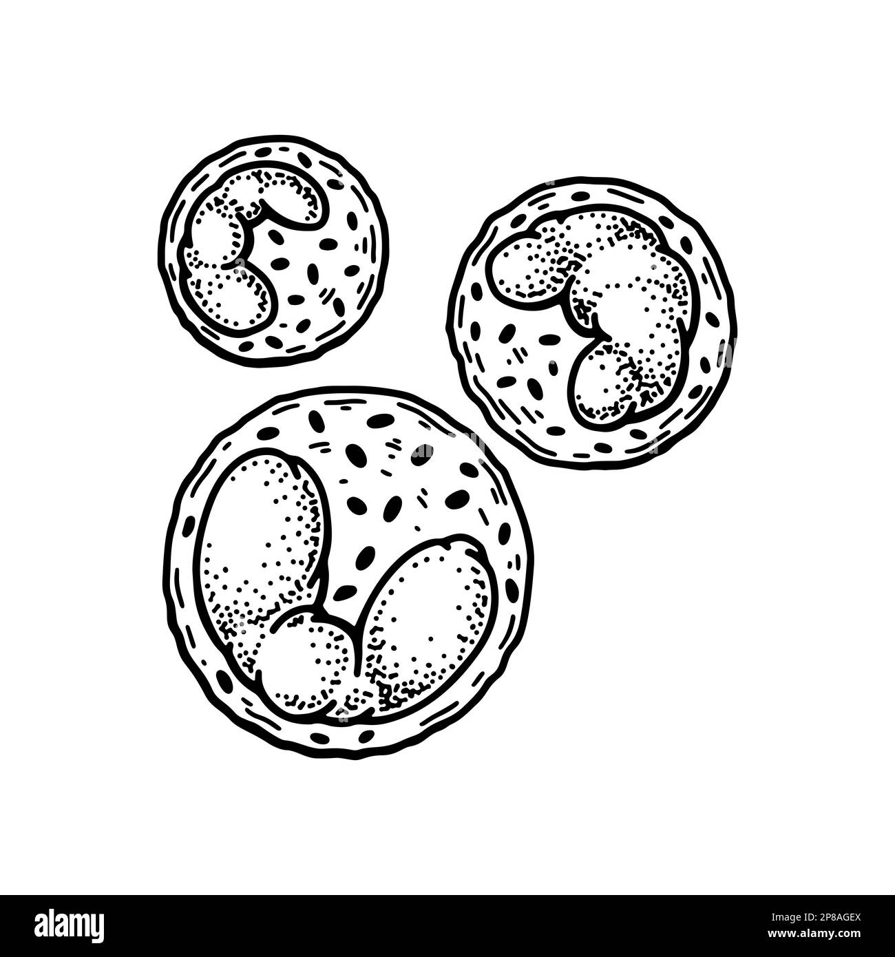 Leucocitos basófilos glóbulos blancos aislados sobre fondo blanco. Dibujado a mano ilustración vectorial de microbiología científica en estilo de boceto Ilustración del Vector