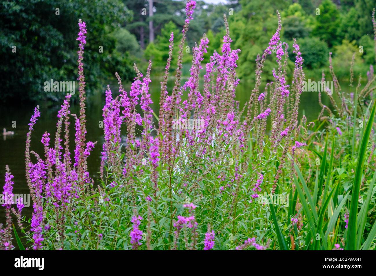 Primer plano de flores lisas de color púrpura, una herbácea resistente y perenne nativa de las Islas Británicas con el cielo y los árboles en el fondo. Foto de stock