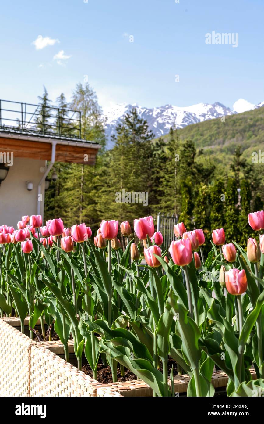 lecho de flores de tulipanes rosados en el parque en primavera en la luz del sol paisajismo y jardinería flores Foto de stock