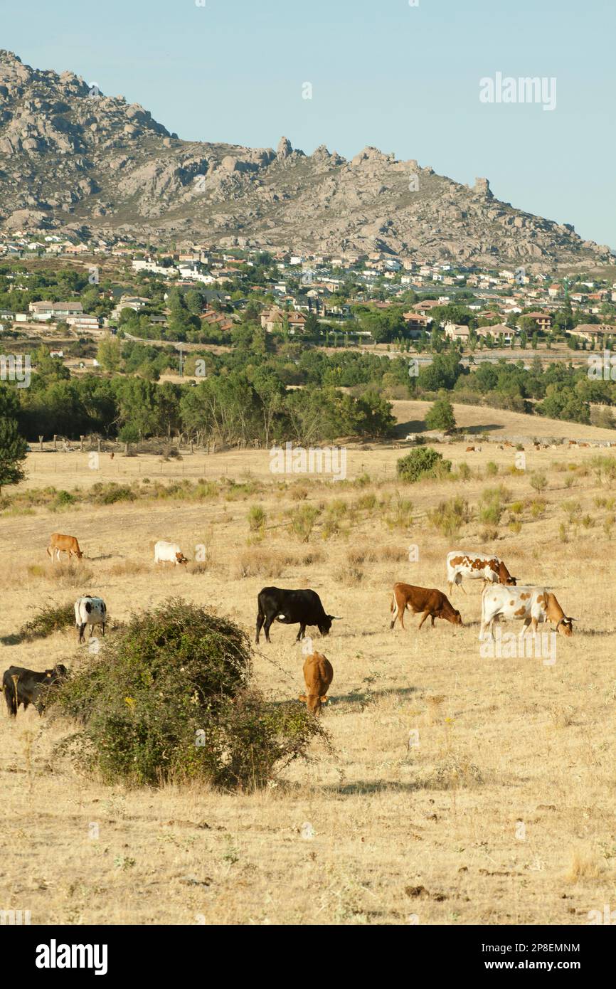 Vacas pastando cerca de Manzanares El Real, Madrid, España Foto de stock