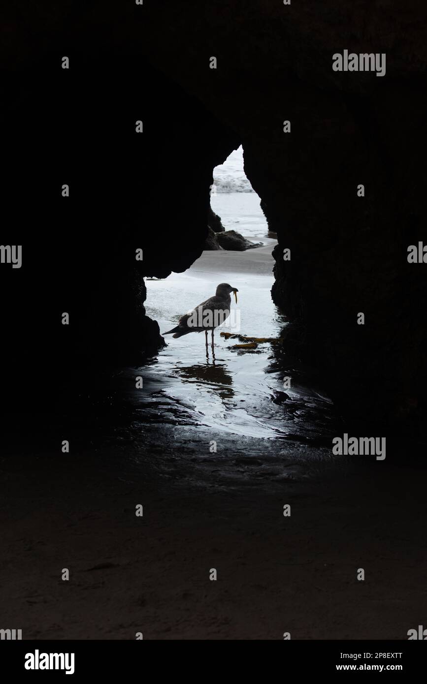 Silueta de un pájaro playero de pie en la entrada de la cueva en la playa, Malibú, California, EE.UU Foto de stock