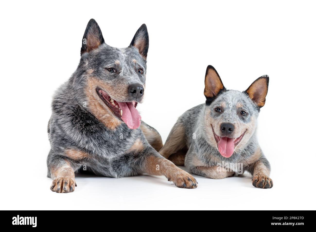 Dos felices perros azules heeler o perros de ganado australianos, adultos y cachorros, acostados aislados sobre fondo blanco. Concepto de cría Foto de stock