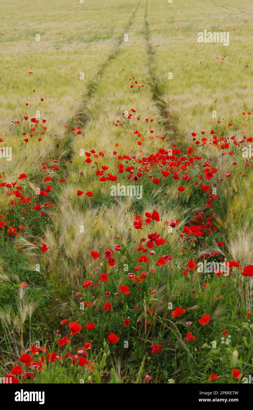 Campo de trigo maduro y amapolas rojas en primavera Foto de stock