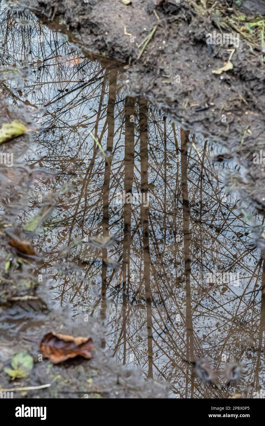 Pequeño charco después de la lluvia con reflejos de árbol Foto de stock
