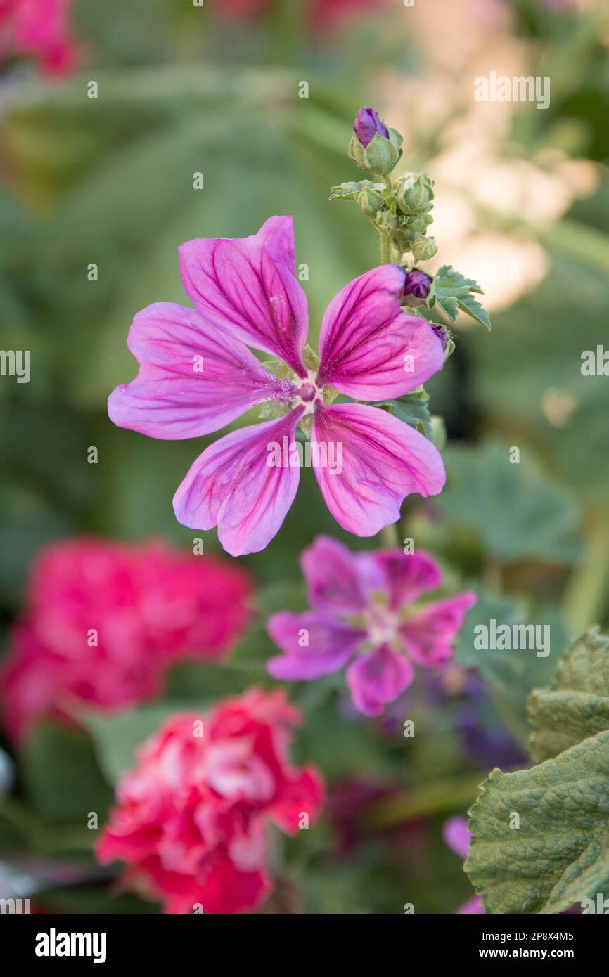 Flor de Malva rosa Fotografía de stock - Alamy