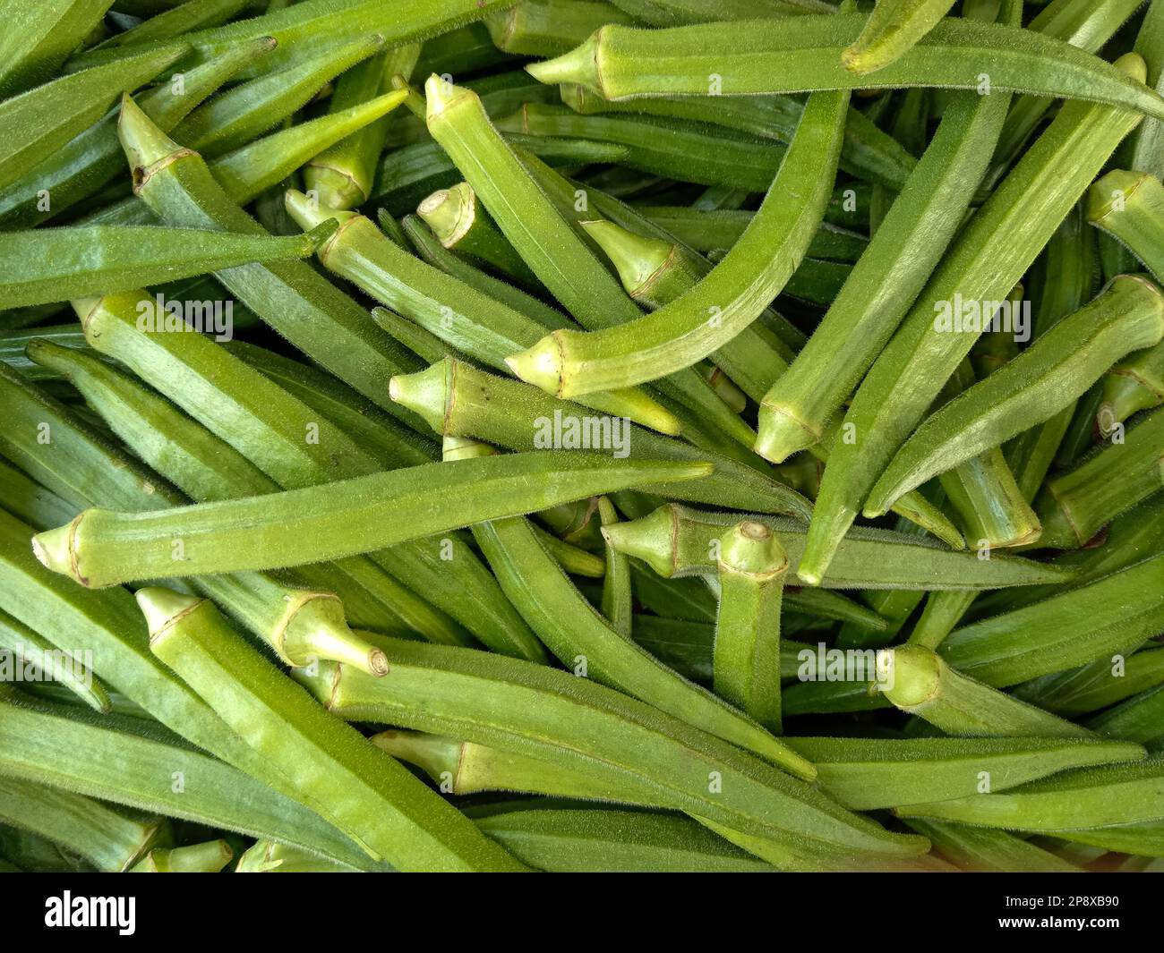 Okra u okro, Abelmoschus esculentus, conocido en muchos países de habla