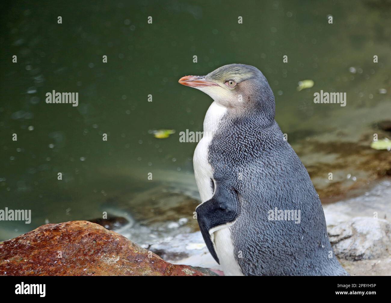 A Penguin chic - Nueva Zelanda Foto de stock