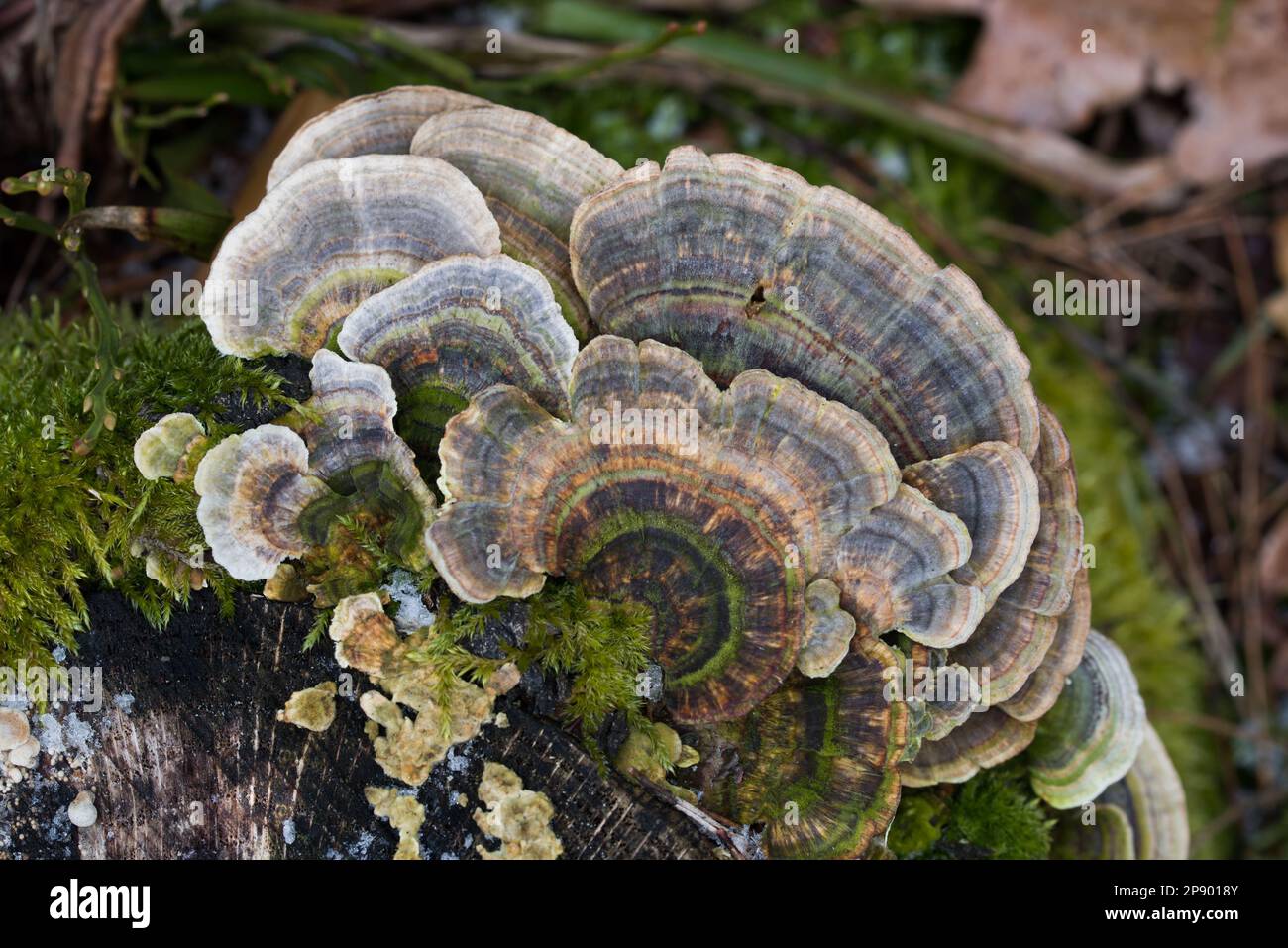 Trametes versicolor, pavo cola seta en el árbol stump enfoque selectivo de cierre Foto de stock