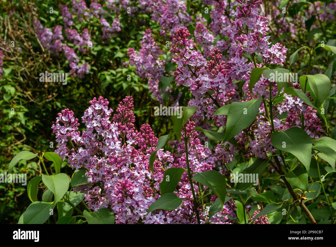 Rama de flores lila con hojas verdes, fondo de hipster estacional natural  floral Fotografía de stock - Alamy