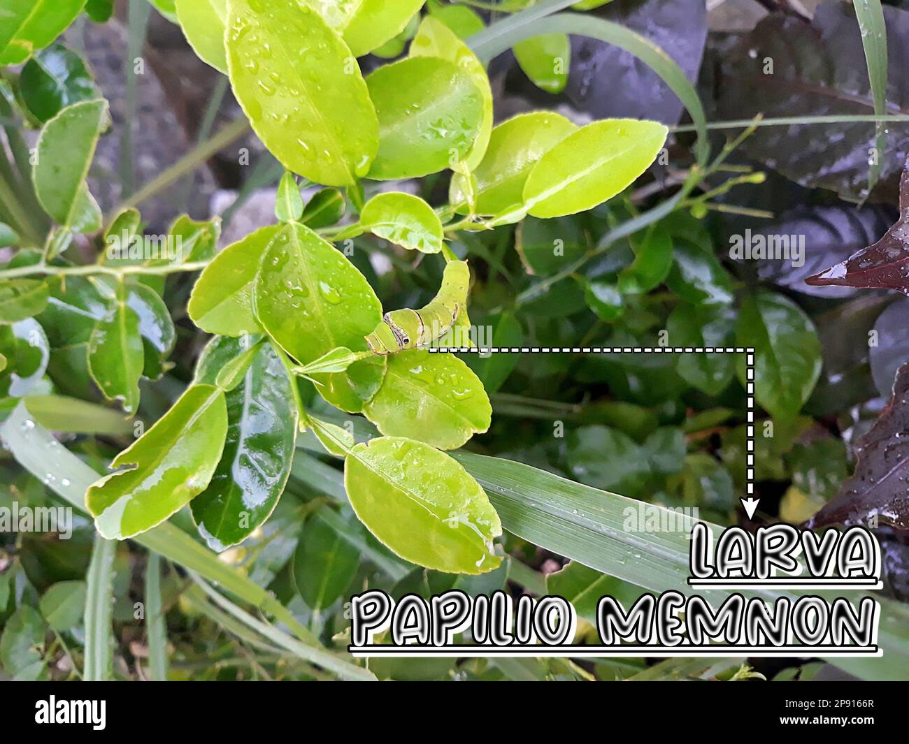 Ilustración larva de gusano verde Papilio Memnon en las hojas de cítricos naranjas Foto de stock
