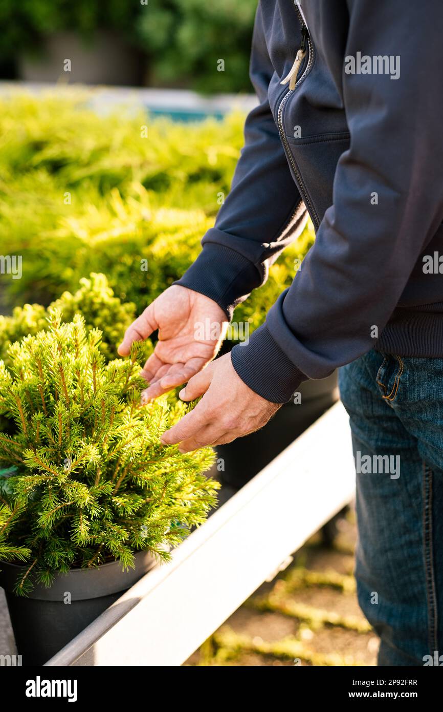 Hombre jardinero de compras en el centro de jardín, la compra de plantas de coníferas enanas en maceta Foto de stock