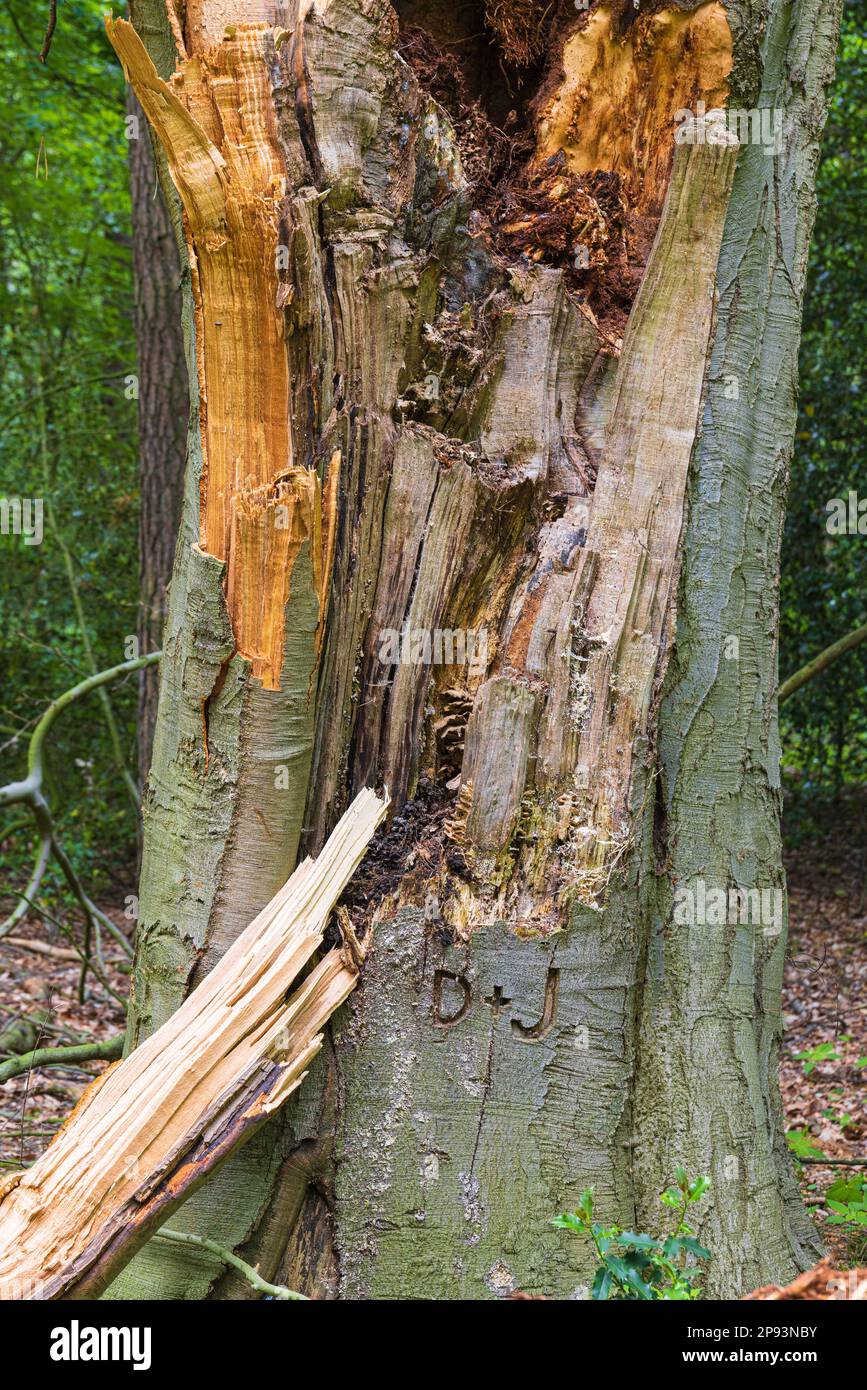 Viejo árbol de haya, letras talladas D+J, la historia llega a su fin Foto de stock