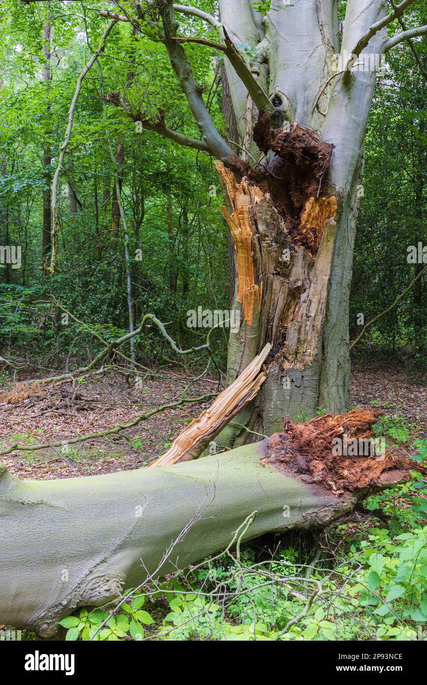 Viejo árbol de haya, letras talladas D+J, la historia llega a su fin Foto de stock