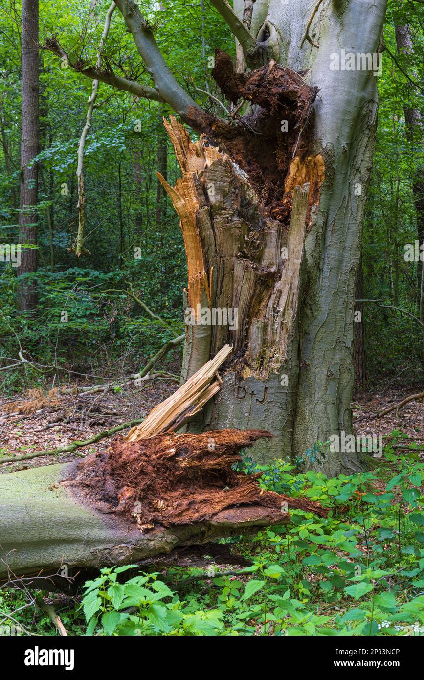 Viejo árbol de haya, letras talladas D+J, la historia llega a su fin Foto de stock