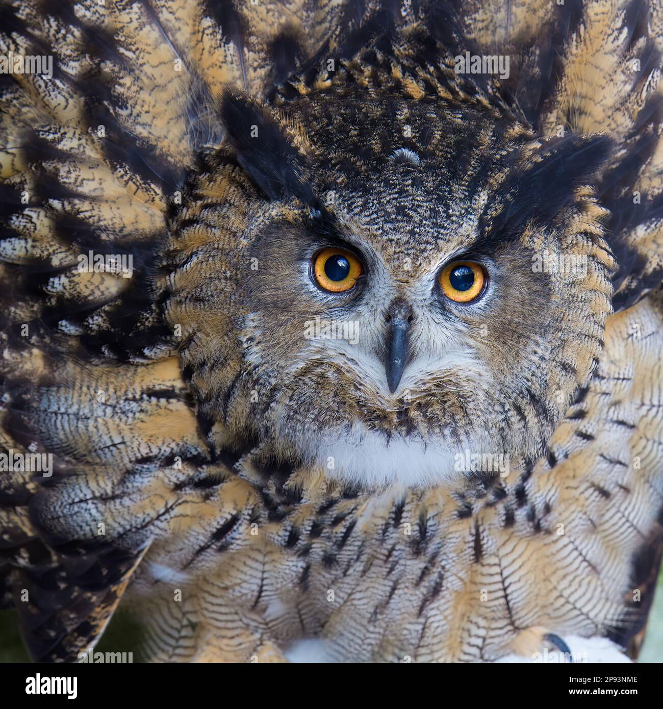 Eagle owl agrandar buscando al oponente Foto de stock
