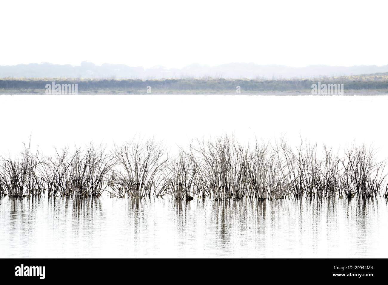 Arbustos muertos en la laguna, caminata Curley Creek, laguna Murray, isla Canguro, Australia Meridional, Australia Foto de stock