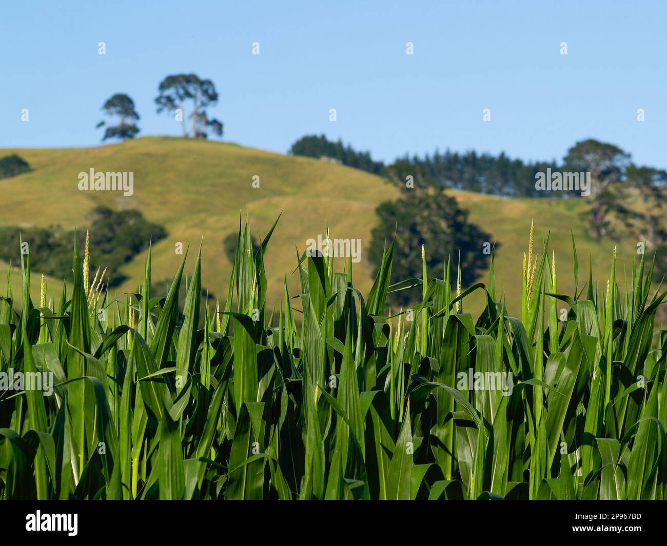 Hojas verdes primer plano de cultivo de maíz con lejanas colinas de Papamoa en el fondo en Tauranga rural. Foto de stock