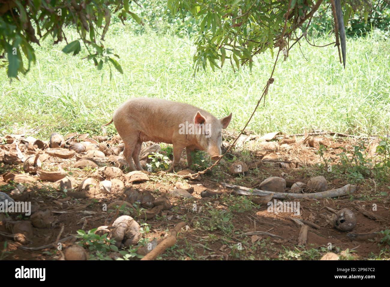 Cerdo en tierra áspera a la sombra del árbol. Foto de stock