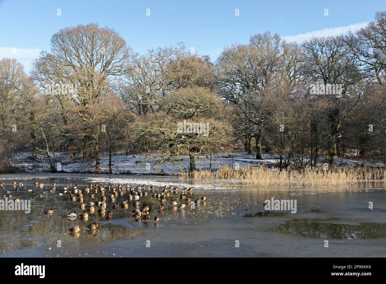 Grupo Mallard (Anas platyrhynchos) descansando en un estanque mayormente congelado, Cannop Ponds, Forest of Dean, Gloucestershire, Reino Unido, Diciembre. Foto de stock