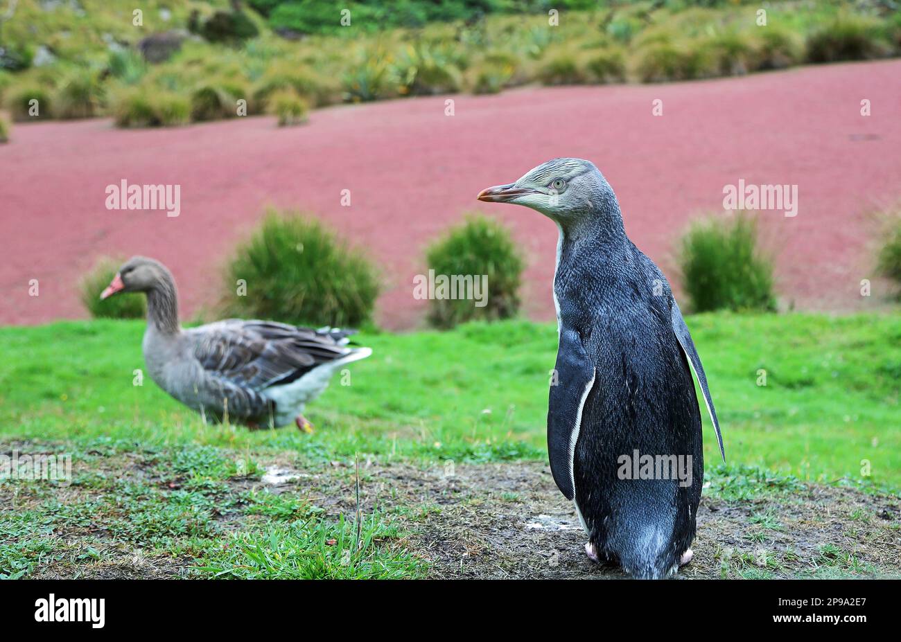 Un pingüino y un pato - Nueva Zelanda Foto de stock