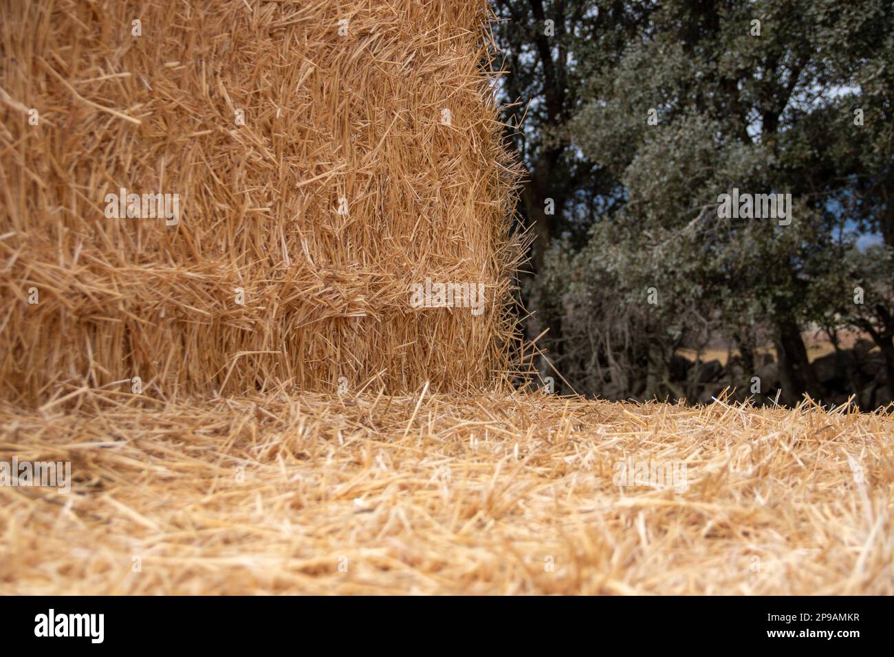 Fardos de paja apiladas Fotografía de stock - Alamy