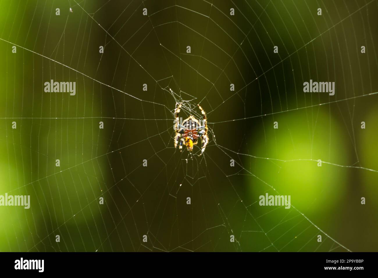 Una araña de corteza común femenina, Caerostris sexcuspidata, en su gran telaraña Foto de stock