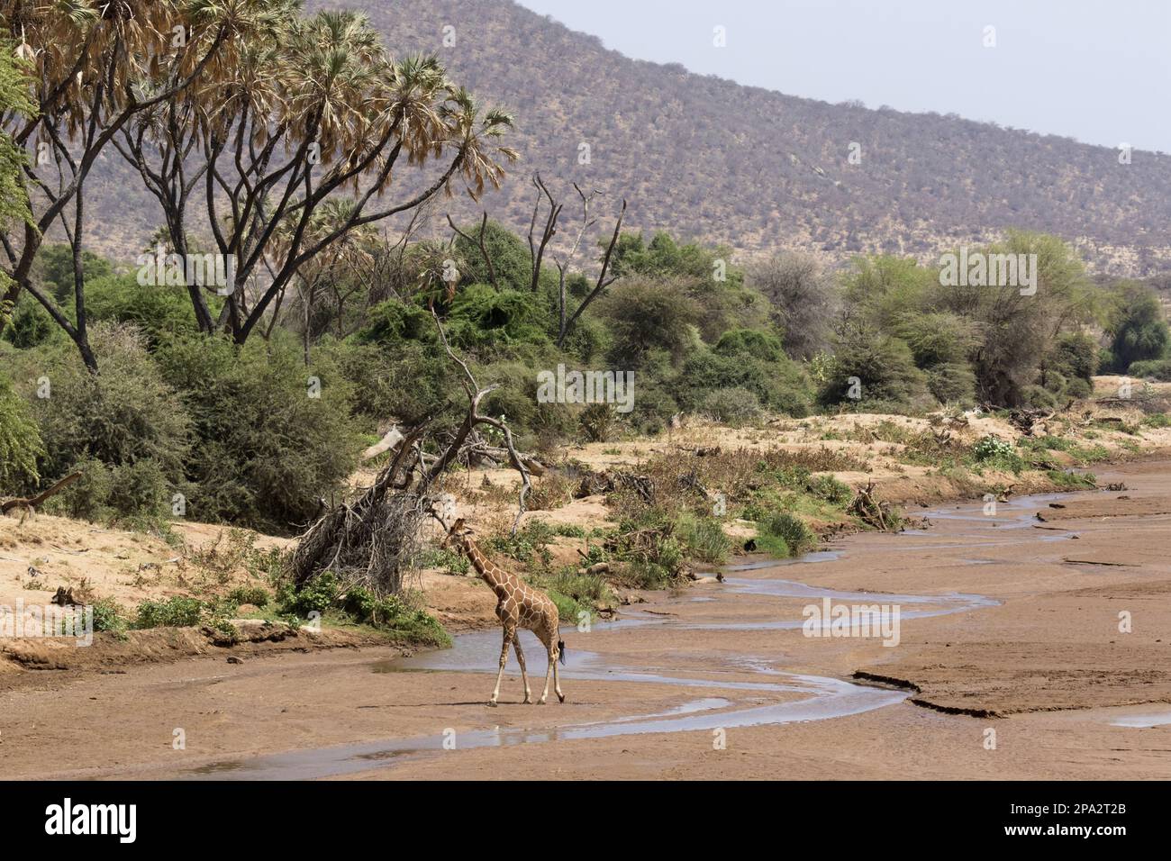 Jirafa reticulada adulta (Giraffa camelopardalis reticulata), caminando en el lecho de un río casi seco en un hábitat de sabana seca semi-desértico Foto de stock