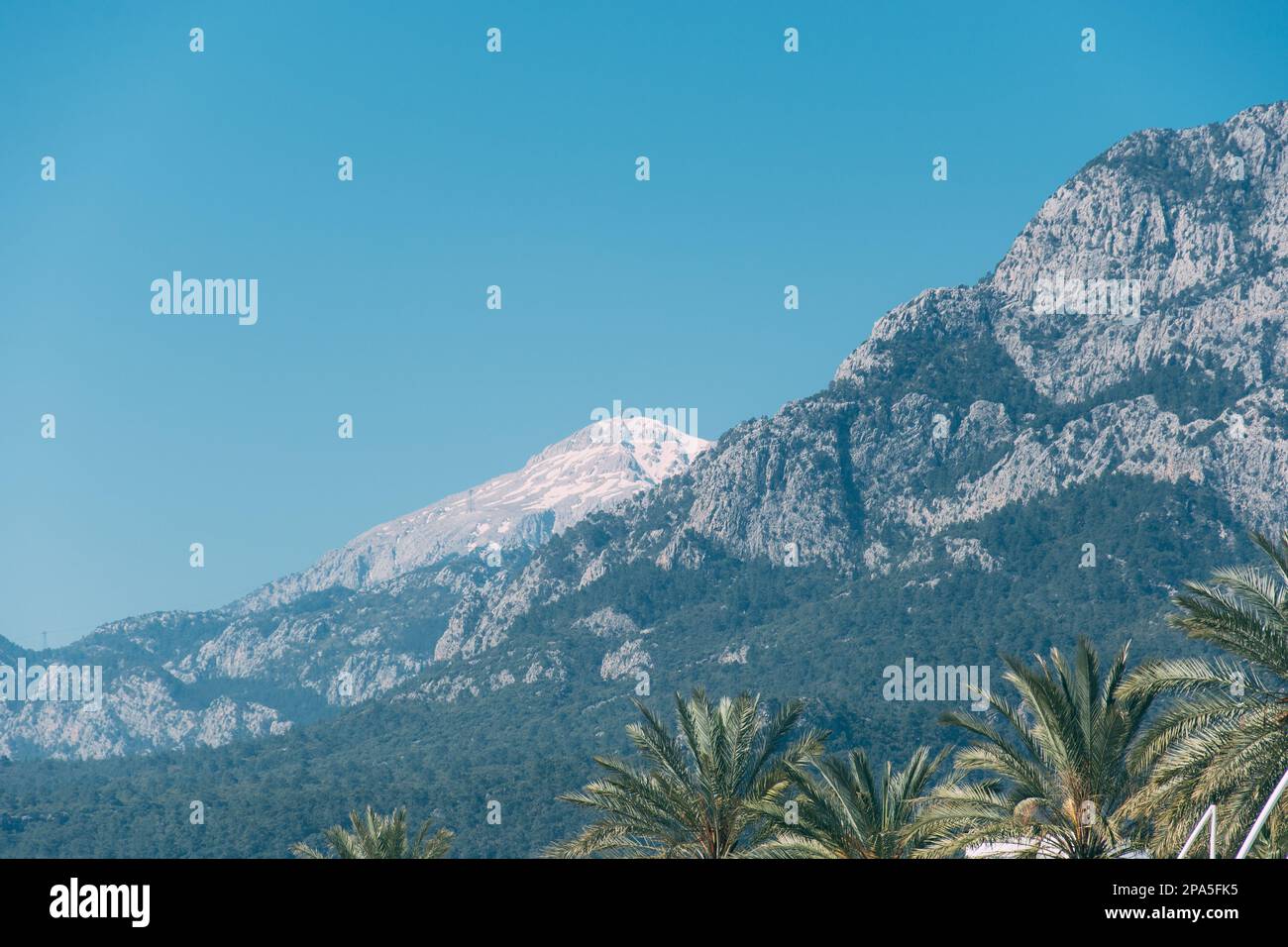 Imagen horizontal del paisaje de una montaña cubierta de nieve con una palmera en primer plano agradable Foto de stock