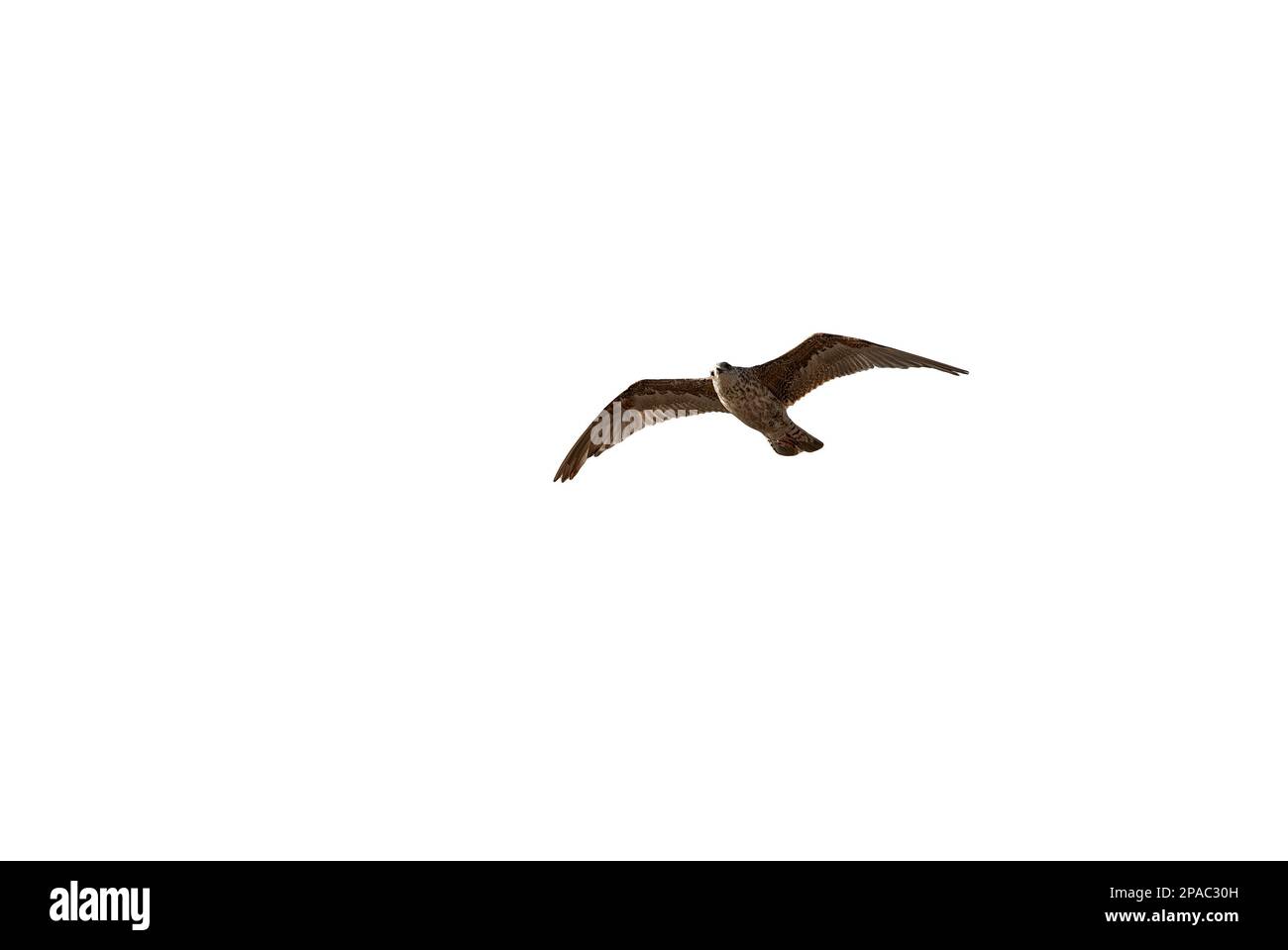 gaviota en vuelo - gaviota en vuelo aislado sobre fondo blanco Foto de stock