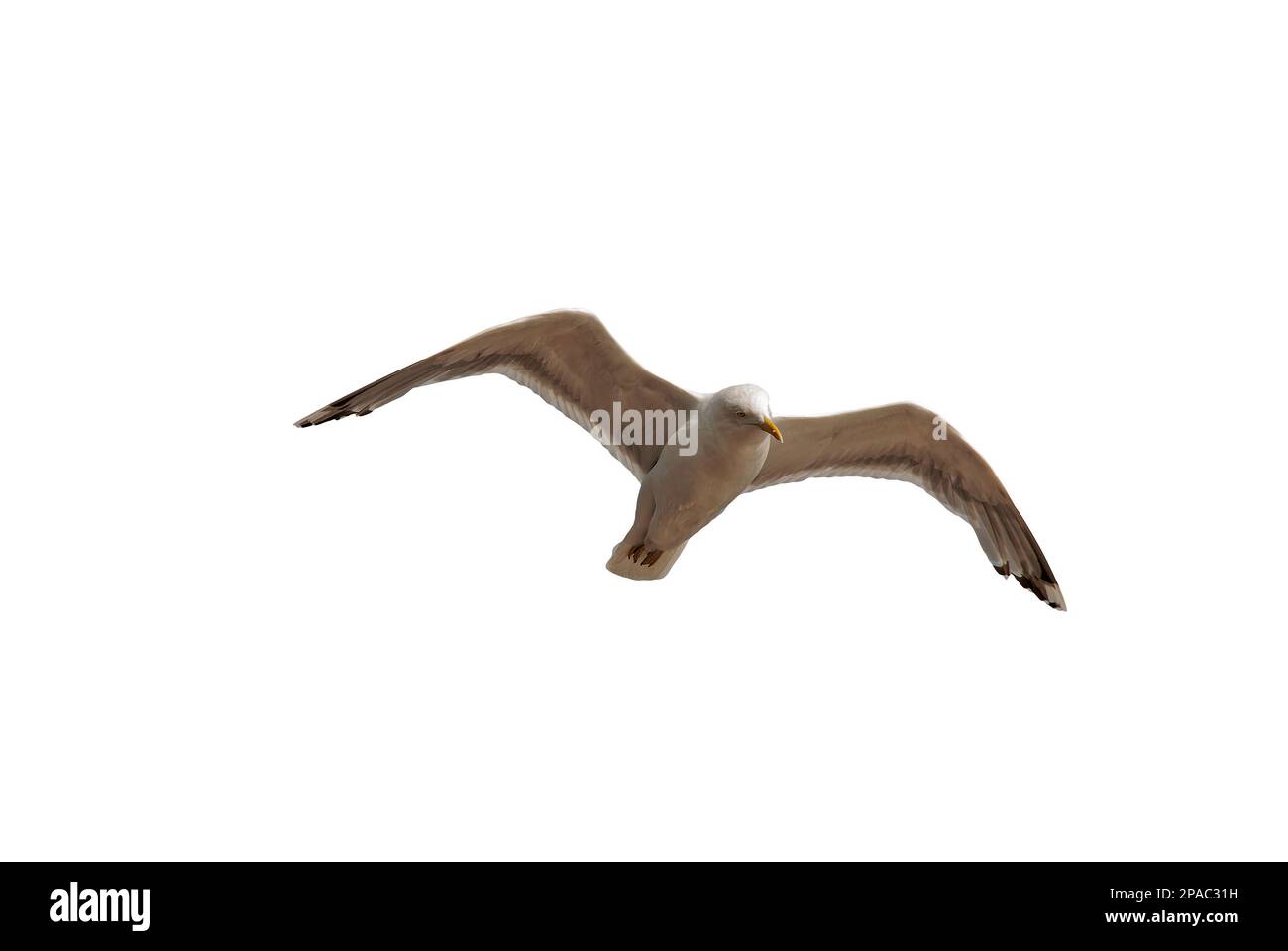 gaviota de arenque mira hacia fuera en el aire - gaviota en vuelo aislado sobre fondo blanco Foto de stock