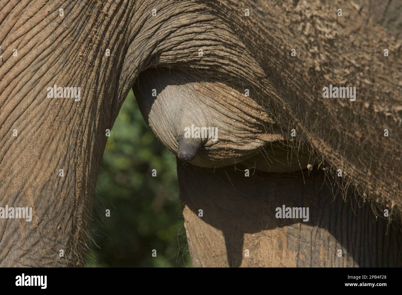 Elefante asiático, elefante indio, elefantes asiáticos, elefantes
